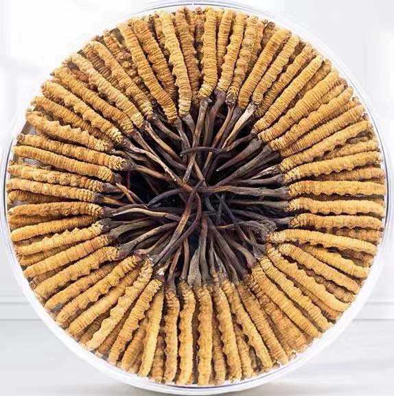 滁州冬虫夏草回收